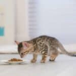 3 kg Kitten Healthy Start Rijk aan kip Purina Pro Plan Kattenvoer