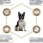 Dubbelpak: 2×7,5kg Advance French Bulldog met Eend hondenvoer droog